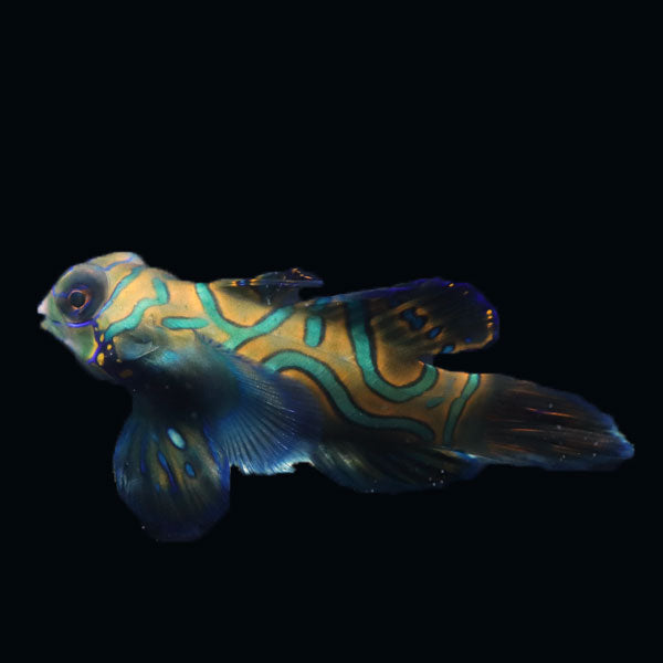 WYSIWYG Biota captive bred Mandarin Fish XLarge Male 6