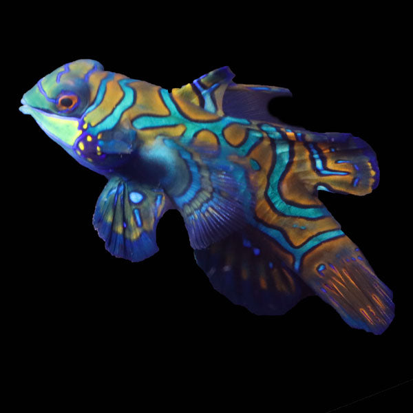 WYSIWYG Biota captive bred Mandarin Fish XLarge Male