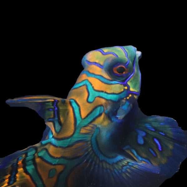 WYSIWYG Biota captive bred Mandarin Fish XLarge Male