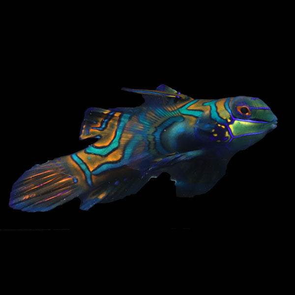 WYSIWYG Biota captive bred Mandarin Fish XLarge Male