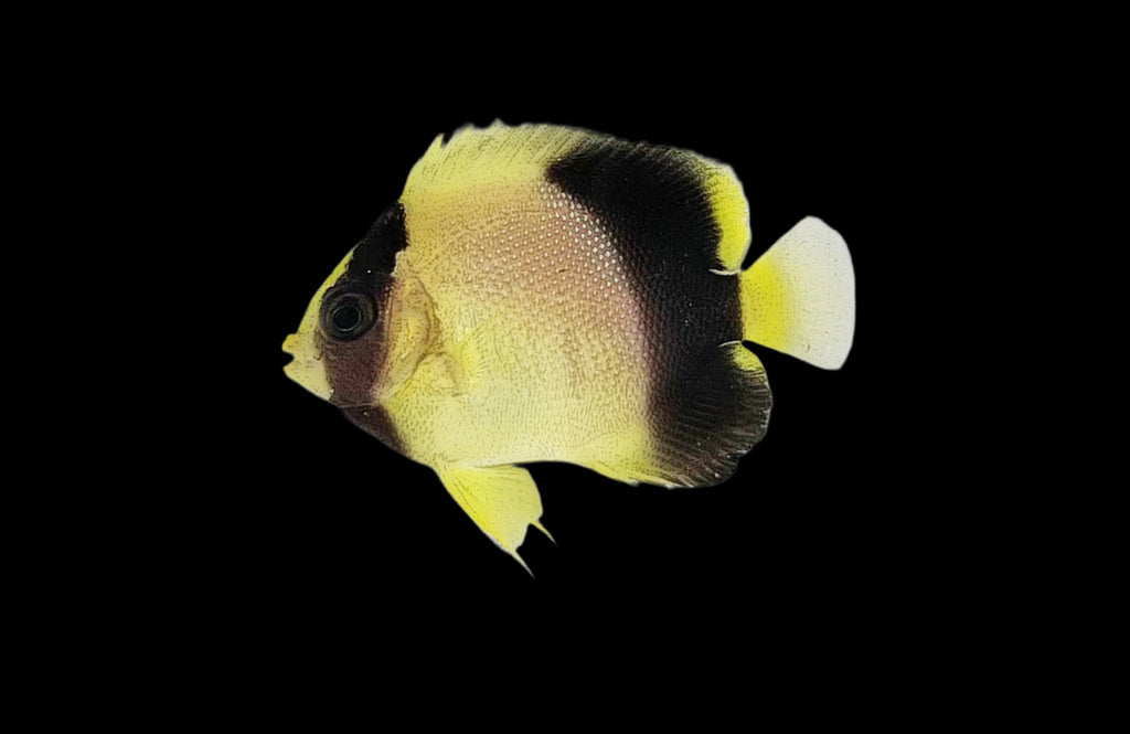 Xanthotis2_1024x1024.jpg?v=
