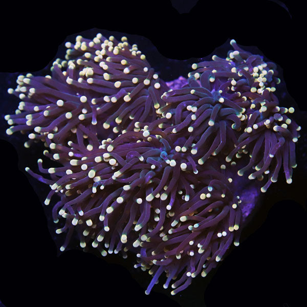Yellow Tip Cristata Torch