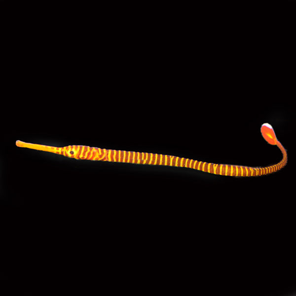 Captive Bred Yellow Banded Pipefish