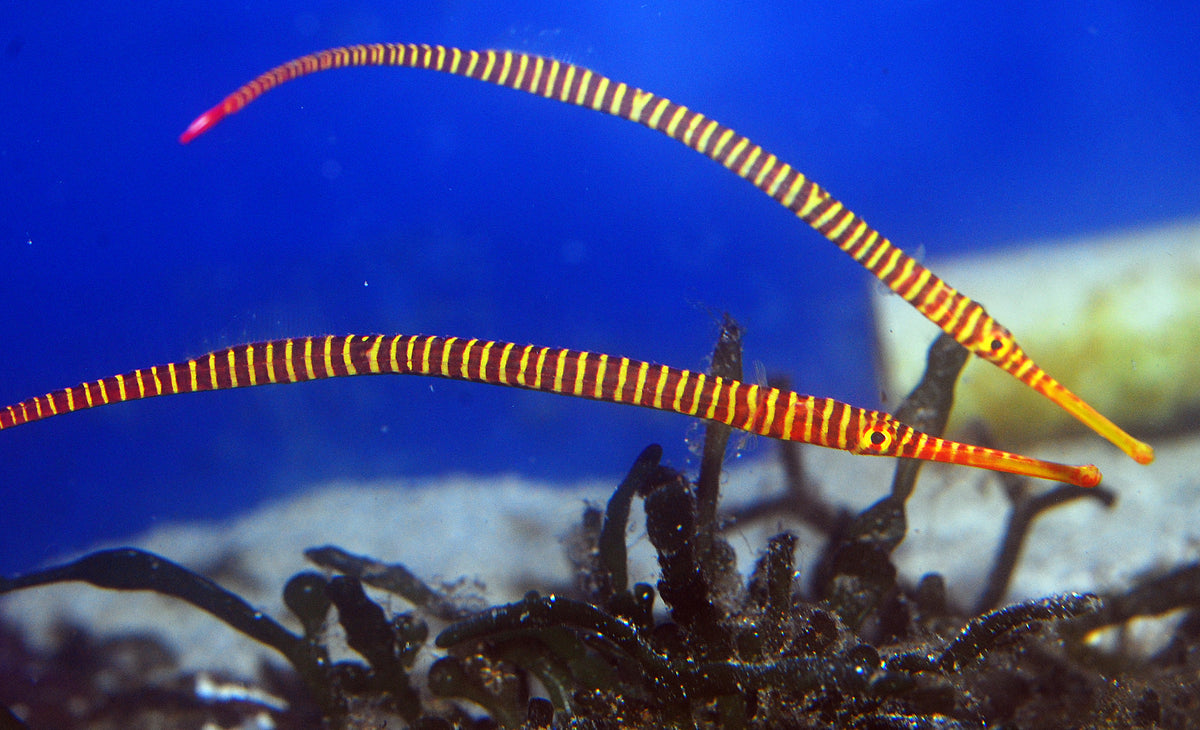 Captive Bred Yellow Banded Pipefish