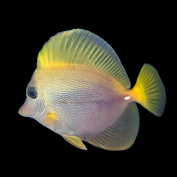 Yurple Tang Hybrid