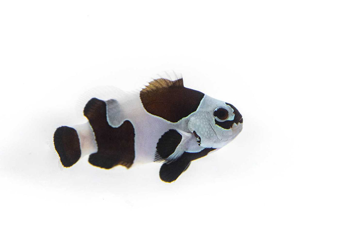Black Storm Clownfish Proaquatix (Friday Delivery)