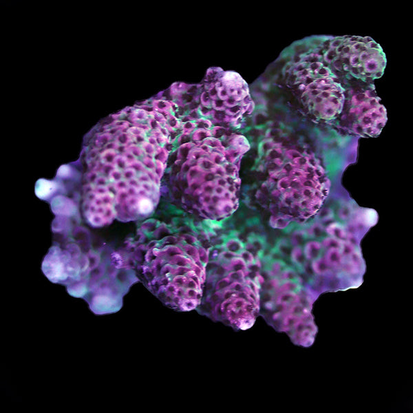 WYSIWYG cultured Acropora 100