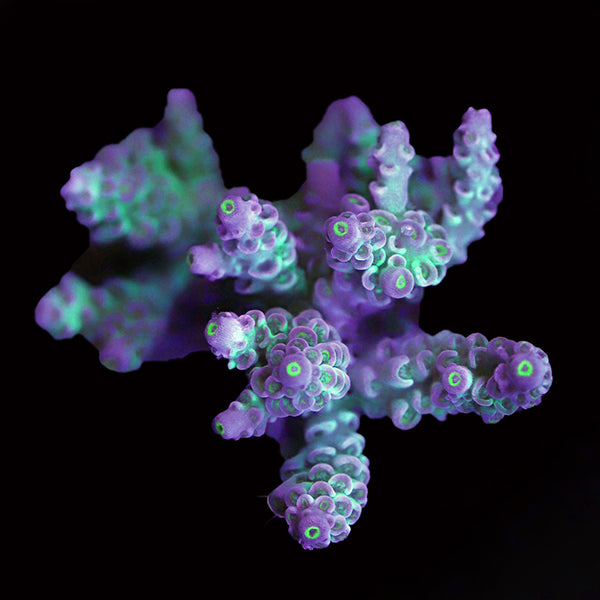 WYSIWYG cultured Acropora 101