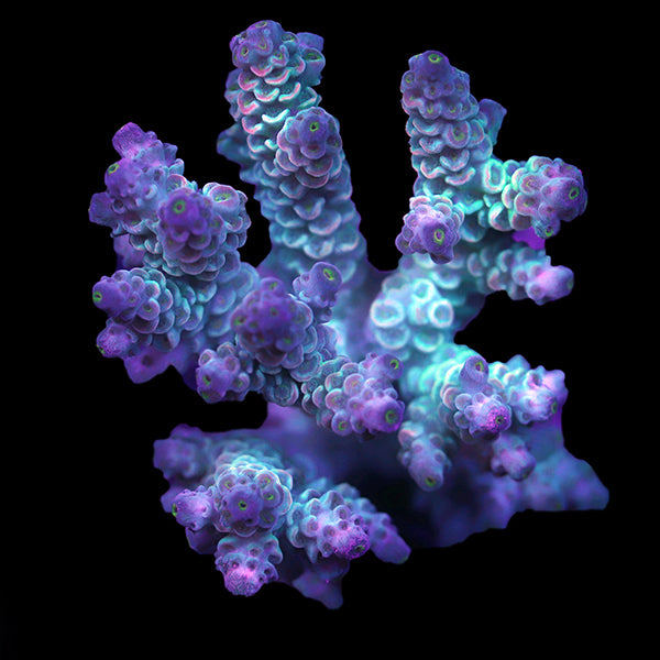 WYSIWYG cultured Acropora 102