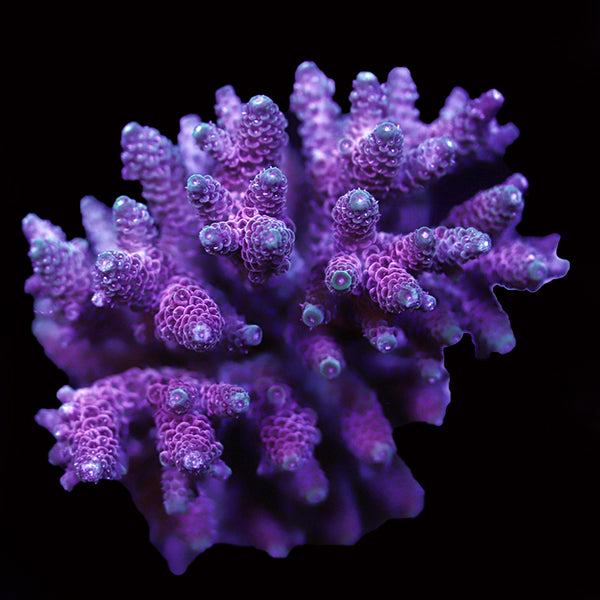 WYSIWYG cultured Acropora 103