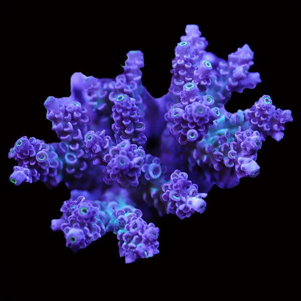 WYSIWYG cultured Acropora 104