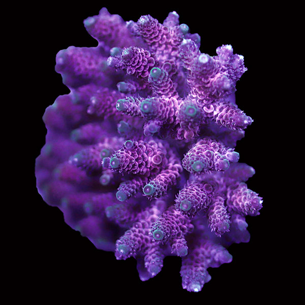 WYSIWYG cultured Acropora 105