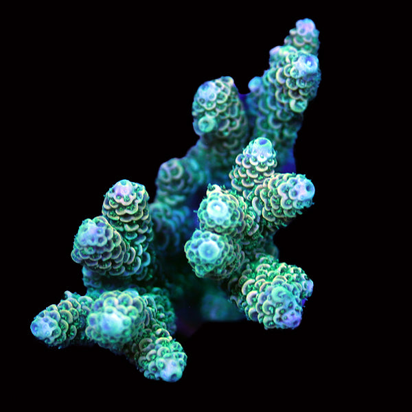 WYSIWYG cultured Acropora 106