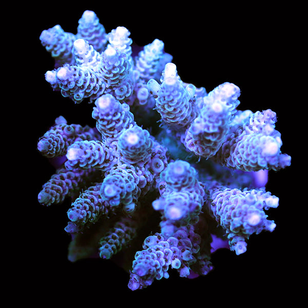 WYSIWYG cultured Acropora 107