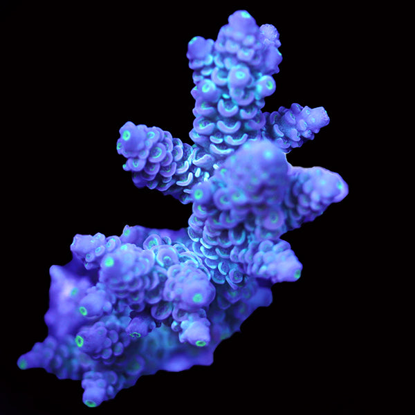 WYSIWYG cultured Acropora 109