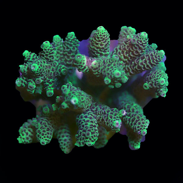 WYSIWYG cultured Acropora 10