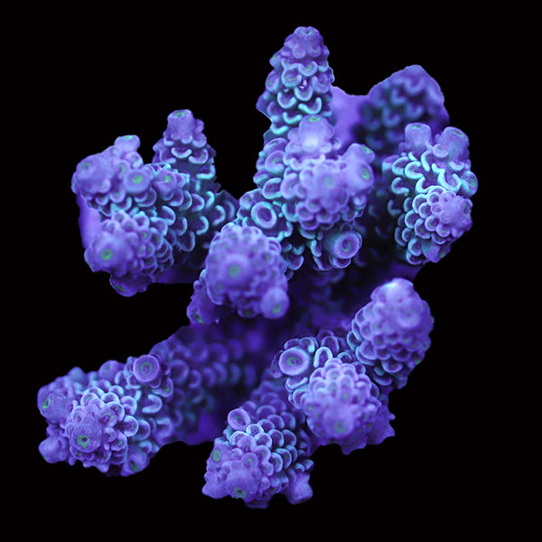 WYSIWYG cultured Acropora 110