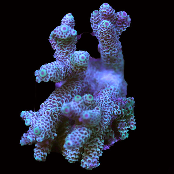 WYSIWYG cultured Acropora 111