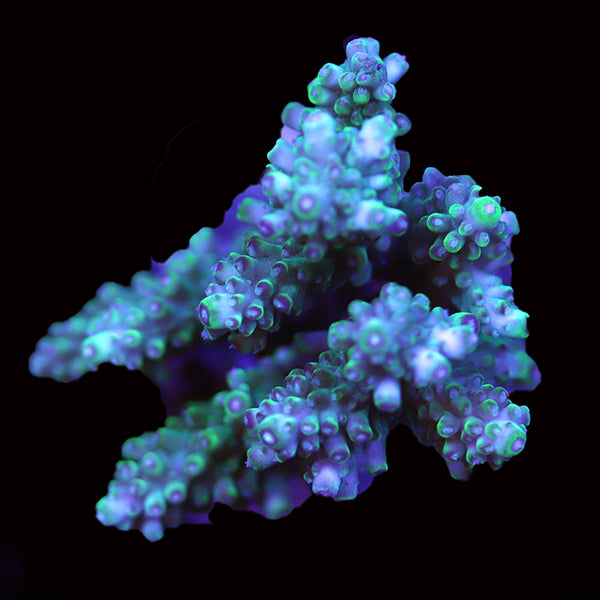 WYSIWYG cultured Acropora 121