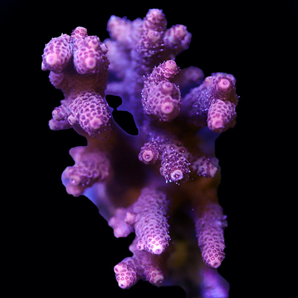 WYSIWYG cultured Acropora 12