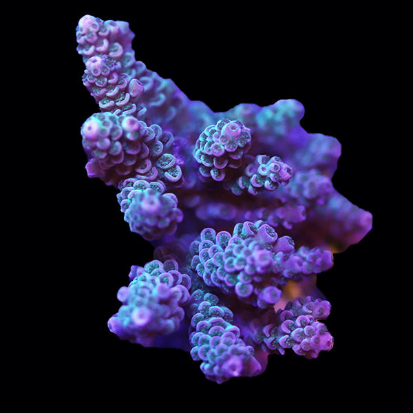 WYSIWYG cultured Acropora 1