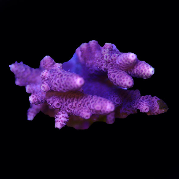 WYSIWYG cultured Acropora 2