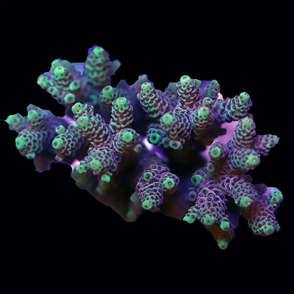 WYSIWYG cultured Acropora 3