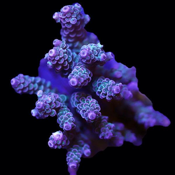 WYSIWYG cultured Acropora 4