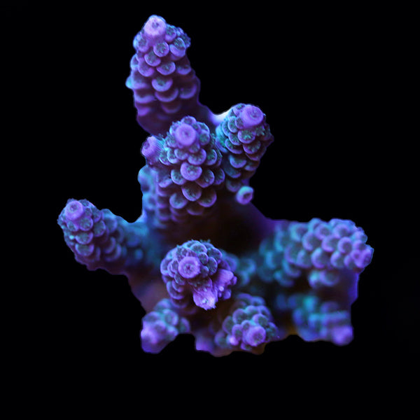 WYSIWYG cultured Acropora 5