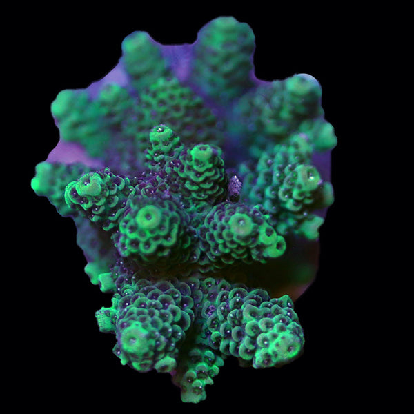 WYSIWYG cultured Acropora 6