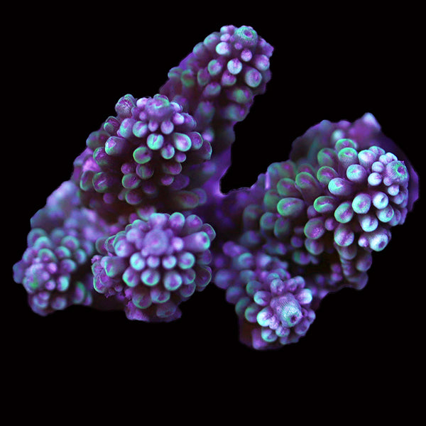 WYSIWYG cultured Acropora 77