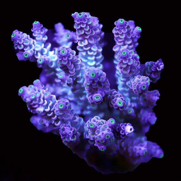 WYSIWYG cultured Acropora 78