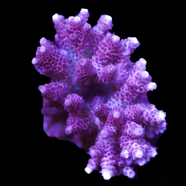 WYSIWYG cultured Acropora 79