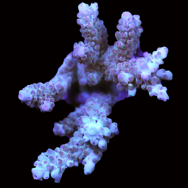 WYSIWYG cultured Acropora 80