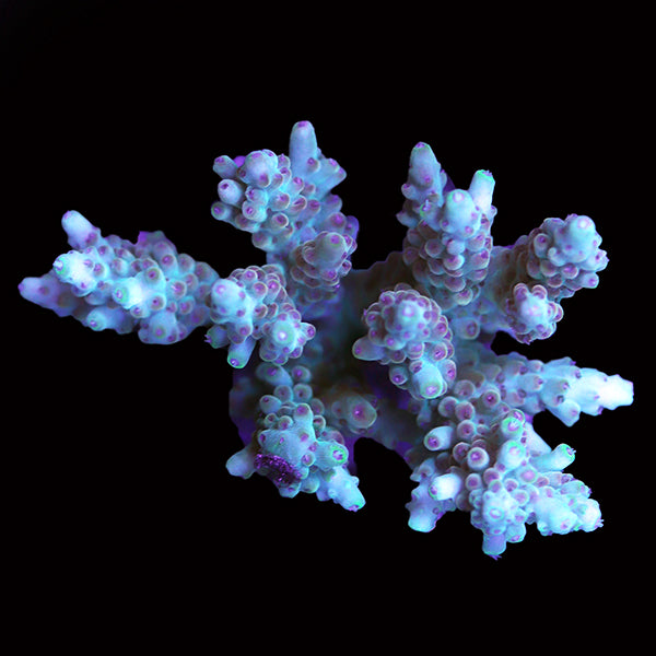 WYSIWYG cultured Acropora 81