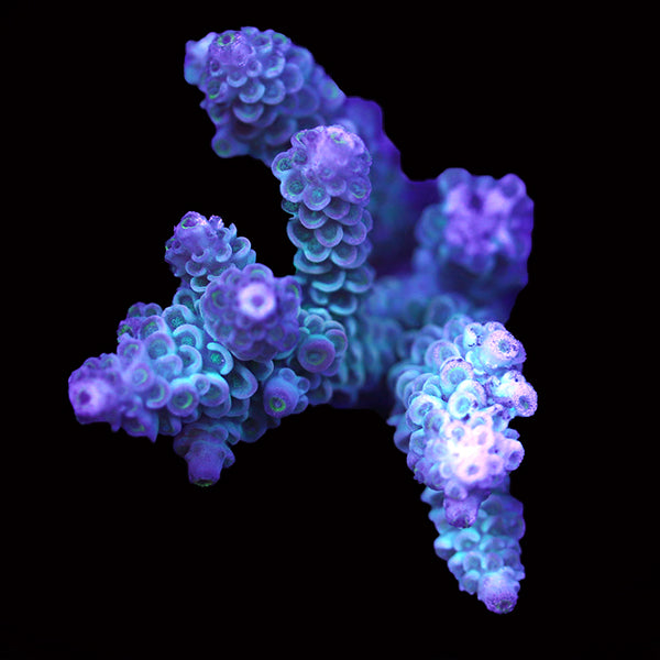 WYSIWYG cultured Acropora 82