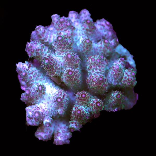 WYSIWYG cultured Acropora 83