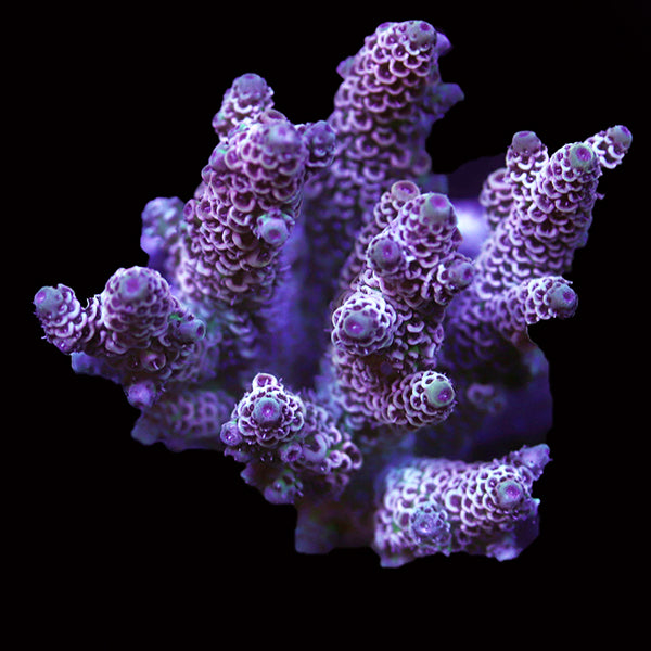 WYSIWYG cultured Acropora 84