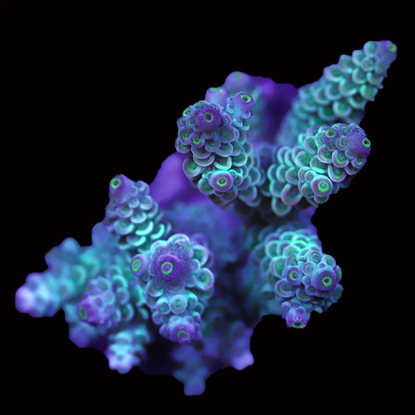 WYSIWYG cultured Acropora 85