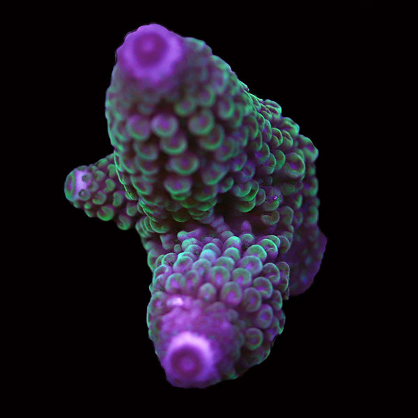 WYSIWYG cultured Acropora 86