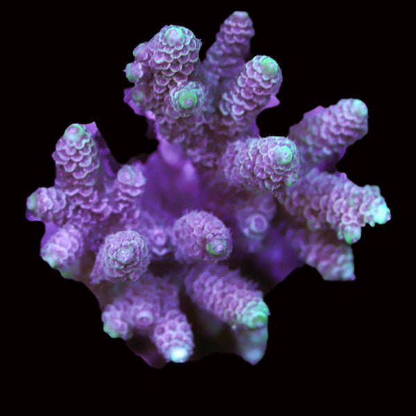 WYSIWYG cultured Acropora 87