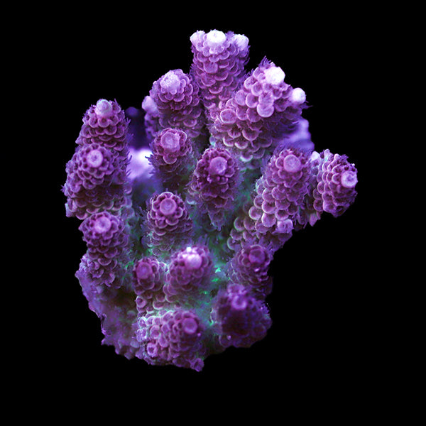 WYSIWYG cultured Acropora 88