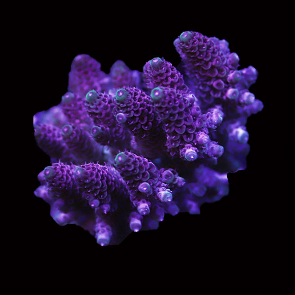 WYSIWYG cultured Acropora 89