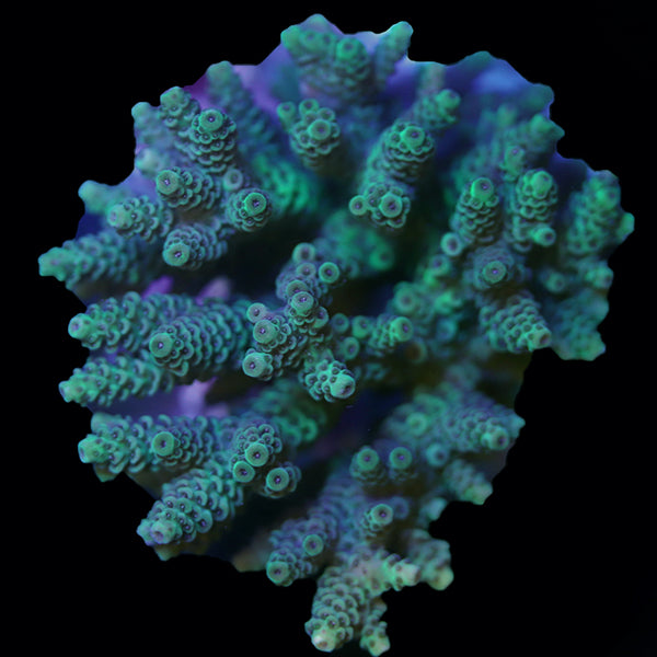 WYSIWYG cultured Acropora 8