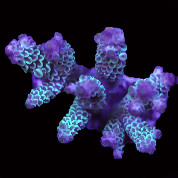 WYSIWYG cultured Acropora 90