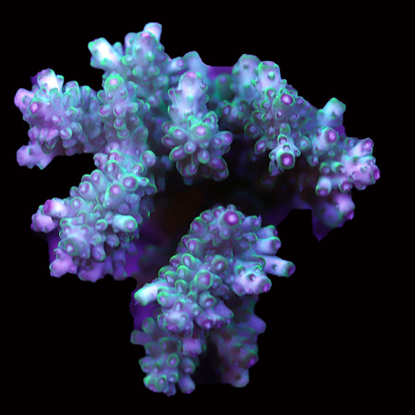 WYSIWYG cultured Acropora 91