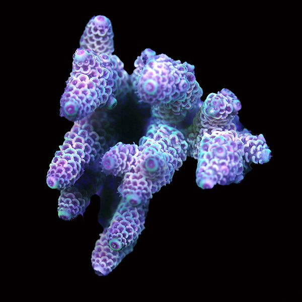 WYSIWYG cultured Acropora 92