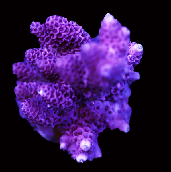 WYSIWYG cultured Acropora 93