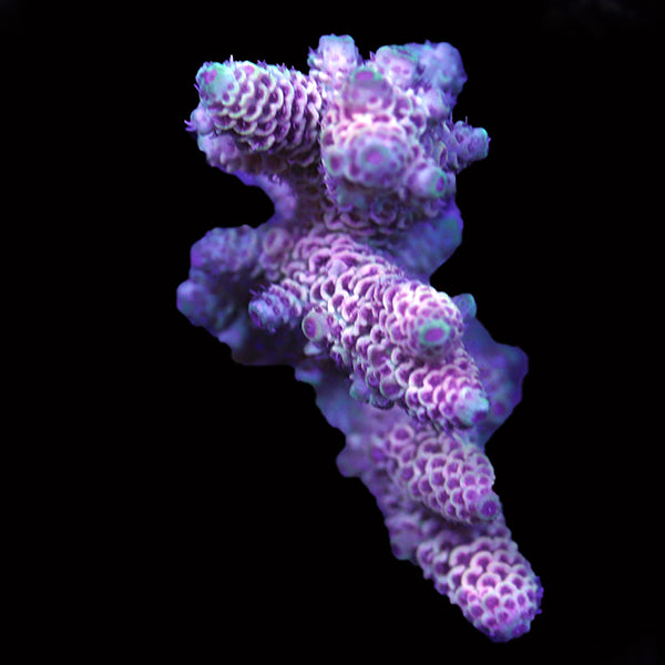 WYSIWYG cultured Acropora 94