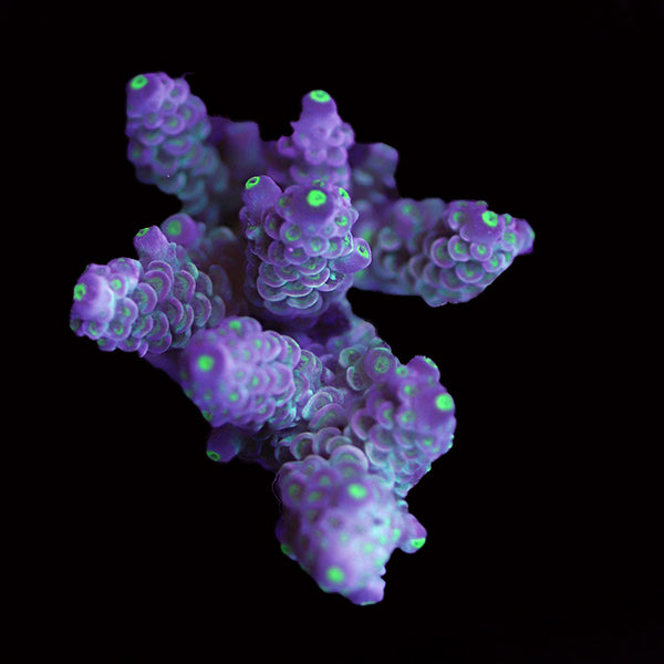 WYSIWYG cultured Acropora 95